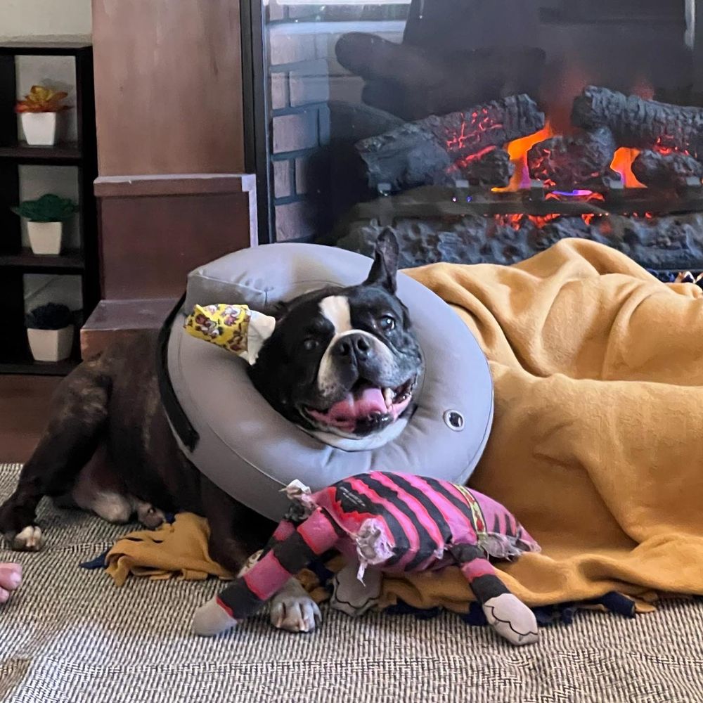 Pets Vet - I got my toys and I'm a happy pup! - Veterinarians Near Me - Hemet, California Pets Vet - I got my toys and I'm a happy pup! - Veterinarians Near Me - Hemet, California