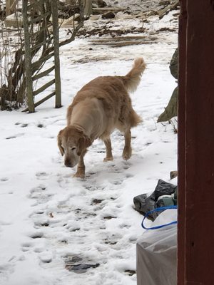 Ocean State Veterinary Specialists 67 Photos 158 Reviews Veterinarians 1480 S County Trl East Greenwich Ri Phone Number