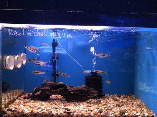 sunset pet and supplies