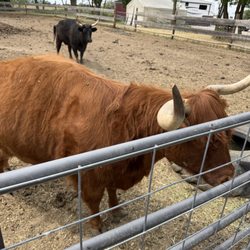 Back Forty Farms - Cows