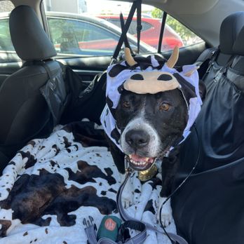 Chick-fil-A - Moo! - Fast Food Near Me - Aurora, Colorado