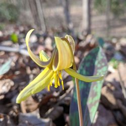Trout Lily