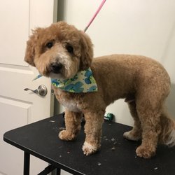 colette's pet salon & paw spa