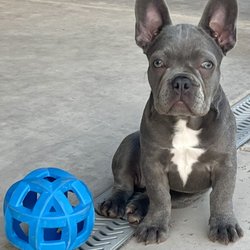 Pawsitive Training Center