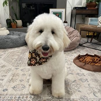 Oh My Dog - Ready for Thanksgiving guests - Pet Groomers Near Me - Foster City, California