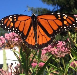 Montessori Habitat - childcare center in Champaign, IL