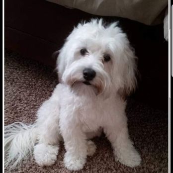 Pampered Pooches - Snoodle before - Pet Groomers Near Me - Mesquite, Nevada Pampered Pooches - Snoodle before - Pet Groomers Near Me - Mesquite, Nevada