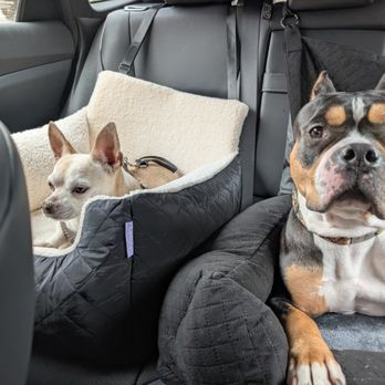 Eleventh Hour Rescue - Gemma's ride home with her new brother PaulyD - Animal Shelters Near Me - Rockaway, New Jersey Eleventh Hour Rescue - Gemma's ride home with her new brother PaulyD - Animal Shelters Near Me - Rockaway, New Jersey