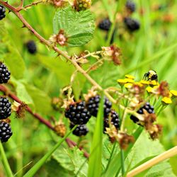 Redmond Powerline Trail - Bumblebee Next to Blackberries.