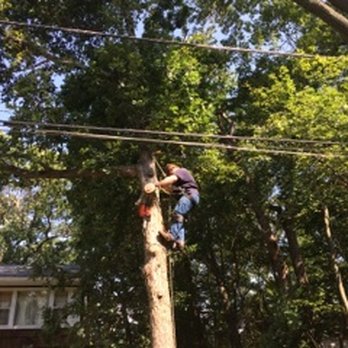 Mic Maintenance - a man climbing a tree - Tree Services Near Me - South River, New Jersey