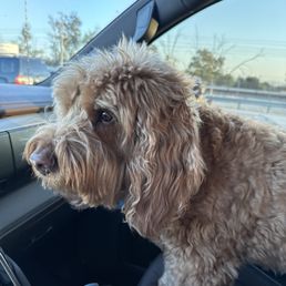 Toby leaving the vet ! 10/10 Toby leaving the vet ! 10/10