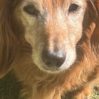 Sunny Side Mobile Veterinary - Sweet old gal 16 1/2 Lani - Veterinarians Near Me Sunny Side Mobile Veterinary - Sweet old gal 16 1/2 Lani - Veterinarians Near Me