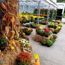 LaValley Farms - Beautiful mums grown on our farm!