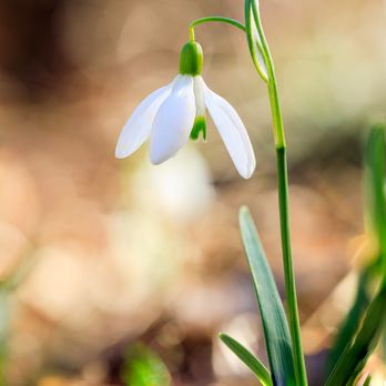 Frick Park - Snowdrop flower seen in January off of a trail. - Parks Near Me - Pittsburgh, Pennsylvania Frick Park - Snowdrop flower seen in January off of a trail. - Parks Near Me - Pittsburgh, Pennsylvania
