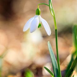 Frick Park - Snowdrop flower seen in January off of a trail.