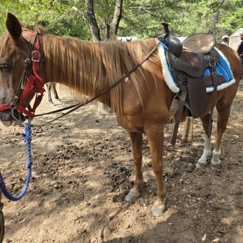 Cowboy Andy's Rocking A Ranch - Skinny horse with no muscle, ill fitting tack - Horseback Riding Near Me Cowboy Andy's Rocking A Ranch - Skinny horse with no muscle, ill fitting tack - Horseback Riding Near Me