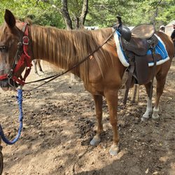 Cowboy Andy's Rocking A Ranch - Skinny horse with no muscle, ill fitting tack