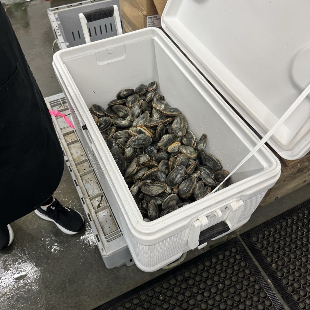 Chipman's Wharf - Seafood Markets Near Me - Milbridge, Maine