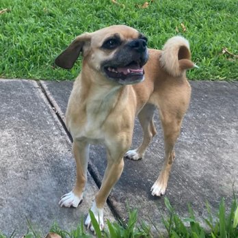 Tradewinds Pet Suites - Charley - Pet Sitting Near Me - Waianae, Hawaii Tradewinds Pet Suites - Charley - Pet Sitting Near Me - Waianae, Hawaii