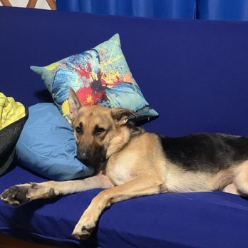 Andelyn Farms - Dog friendly in the butterfly haven yurt! - Venues & Event Spaces Near Me - Granville, New York Andelyn Farms - Dog friendly in the butterfly haven yurt! - Venues & Event Spaces Near Me - Granville, New York