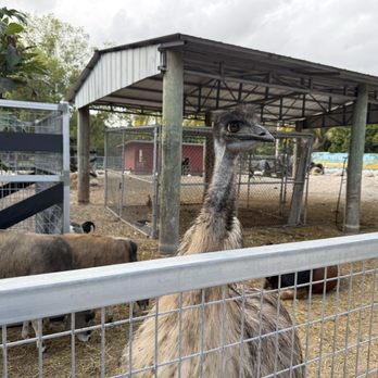 Robert Is Here - Farmyard area - Fruits & Veggies Near Me - Homestead, Florida Robert Is Here - Farmyard area - Fruits & Veggies Near Me - Homestead, Florida