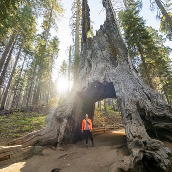 Visit Tuolumne County - Wander through Yosemite's Tuolumne Grove of Giant Sequoias! - Visitor Centers Near Me - Sonora, California Visit Tuolumne County - Wander through Yosemite's Tuolumne Grove of Giant Sequoias! - Visitor Centers Near Me - Sonora, California