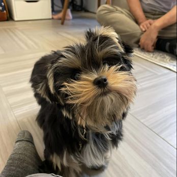 Duran's K9 Training - K9-LOUIS Puppy Training Program. - Pet Training Near Me - Plantation, Florida Duran's K9 Training - K9-LOUIS Puppy Training Program. - Pet Training Near Me - Plantation, Florida