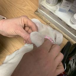 Abscess from unsterile microchip Abscess from unsterile microchip