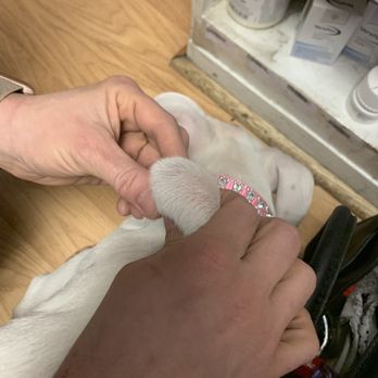 Atlanta Humane Society - Abscess from unsterile microchip - Animal Shelters Near Me - Atlanta, Georgia Atlanta Humane Society - Abscess from unsterile microchip - Animal Shelters Near Me - Atlanta, Georgia