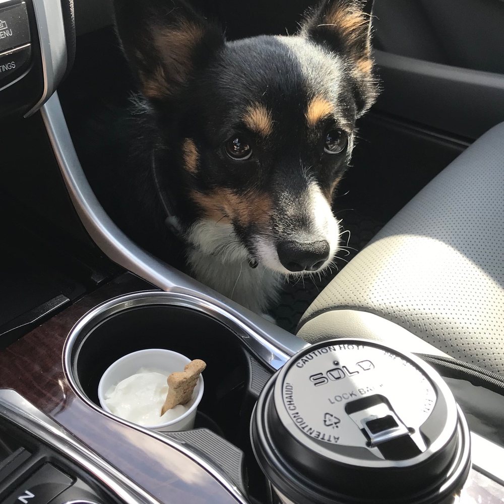 Brevity Coffee - Latte and puppy treat, everyone is happy!! - Coffee & Tea Near Me - San Antonio, Texas