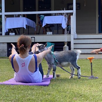 21 Degrees Estate - Yoga with the goats anyone? Why yes, please do. - Tours Near Me - Kaneohe, Hawaii 21 Degrees Estate - Yoga with the goats anyone? Why yes, please do. - Tours Near Me - Kaneohe, Hawaii