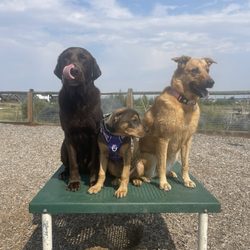 Bridger Animal Nutrition