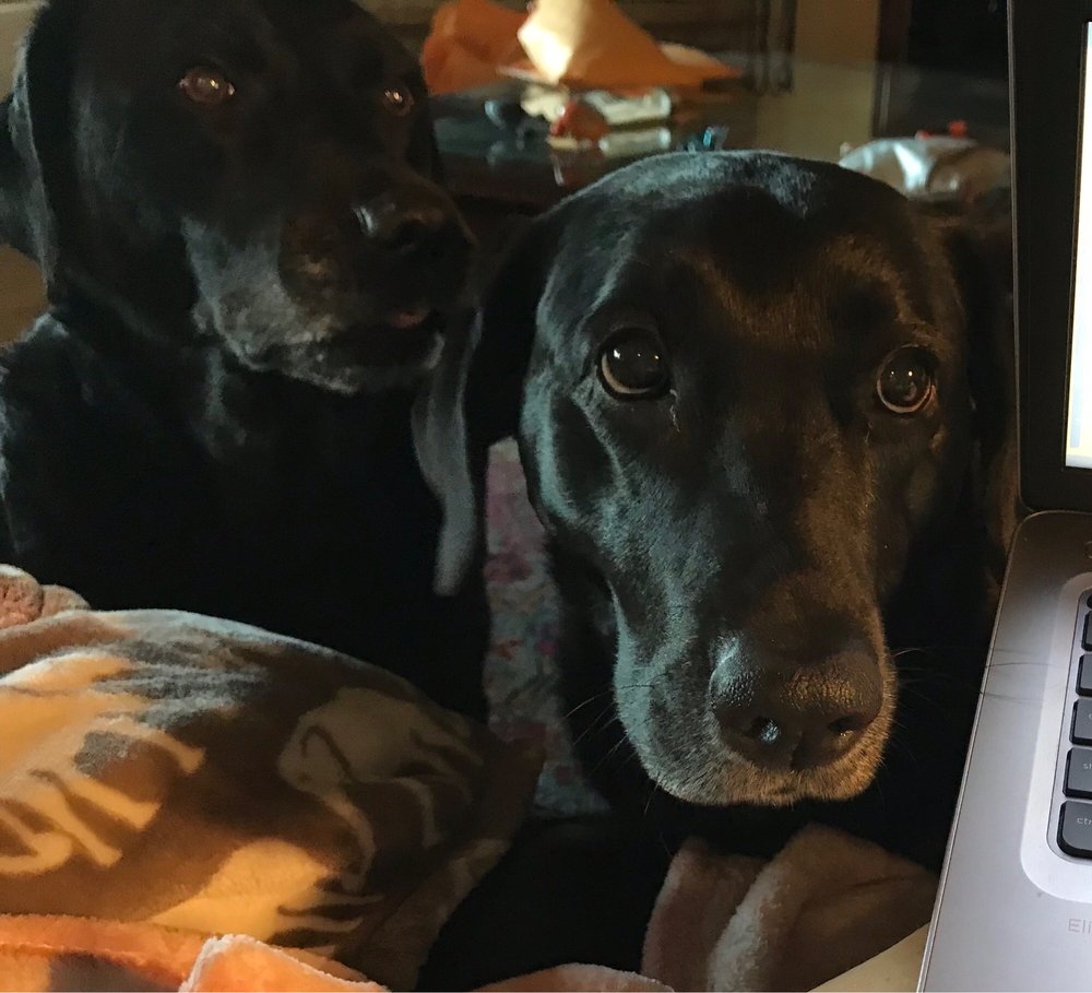 VETERINARY HOSPITAL 31 Photos & 107 Reviews 2707 S Austin Ave, Texas