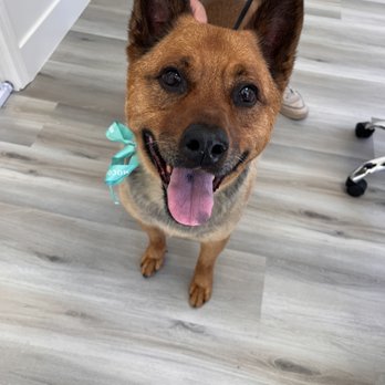 Moco Pet Grooming & Spa - Baby girl - Happy girl - Pet Groomers Near Me - Tustin, California Moco Pet Grooming & Spa - Baby girl - Happy girl - Pet Groomers Near Me - Tustin, California