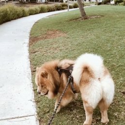 Bonita Dog Grooming: Transform Your Pet's Look Today!