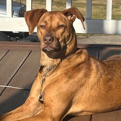 Veterinary Associates Of North Branford - Cassie