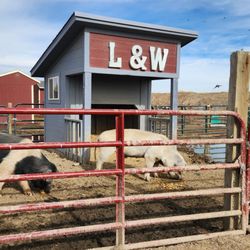 Broken Shovels Farm Sanctuary - Love & Wooley both rescues and compatible together
