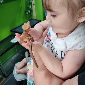 Lizards for Kids & More - Kids Activities Near Me - Glendale, Arizona Lizards for Kids & More - Kids Activities Near Me - Glendale, Arizona