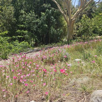 UCLA Mathias Botanical Garden - Botanical Gardens Near Me - Los Angeles, California