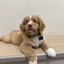 Mill Creek Animal Clinic - Nova Scotia duck tolling retriever