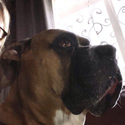 Nogales Veterinary Clinic - My big boy