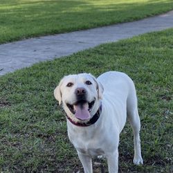 Canine Corner Dog Park - Dogs