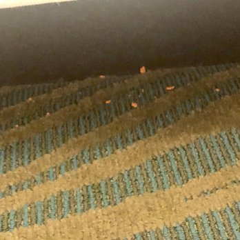 SpringHill Suites by Marriott Houston Sugar Land - Food crumbs along the bottom of the bed - Hotels Near Me - Sugar Land, Texas SpringHill Suites by Marriott Houston Sugar Land - Food crumbs along the bottom of the bed - Hotels Near Me - Sugar Land, Texas