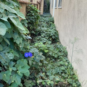 John’s Yard Clean-Up Service - Before Side - Landscaping Near Me