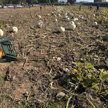 Detering Orchards - White pumpkins from smallest to biggest - Fruits & Veggies Near Me - Harrisburg, Oregon