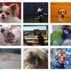 The Pet Gal gift card
