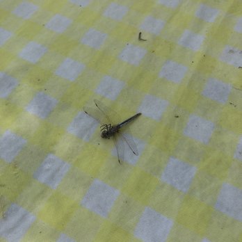 Bear Noodle Bar - FRAHONFLY ON THE TABEL - Noodles Near Me - Big Bear Lake, California