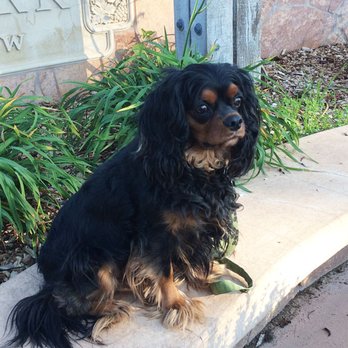 Molly's AdobeDogs - Louie practicing a Sit Stay - Pet Training Near Me - Los Altos, California Molly's AdobeDogs - Louie practicing a Sit Stay - Pet Training Near Me - Los Altos, California
