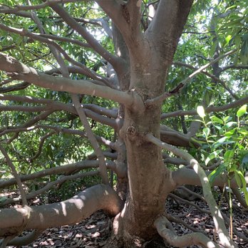 Memphis Botanic Garden - Botanical Gardens Near Me - Memphis, Tennessee