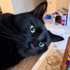 Gwinnett Animal Clinic gift card
